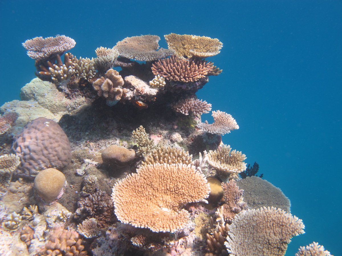 Macquarie_Uni's tweet photo. A new global database by @jmadin @CoralCoE will give coral reef scientists fast, free data: https://t.co/CZsyNIl1sE https://t.co/II6dkp9WYu