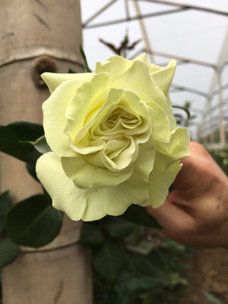 NTCImportExport's tweet photo. Making sure we only choose the best! #NTCimportexport #ColombianRoses #RosesAndMoreRoses https://t.co/GhN6bMDdZv