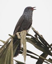 Sayajugabutuhkalodwit Hashtag On Twitter