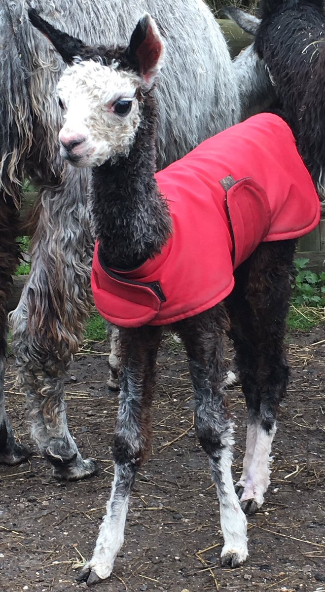 The Joker - born on April Fool's Day.   #NewForest #alpaca