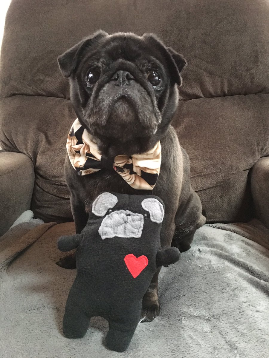 KirbyPug's tweet photo. @pugnotes I got Pearl the Bummlie today! I love her! #pug #pugnotes #curlytailties https://t.co/XBleduEaO1