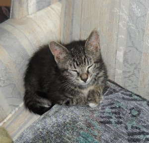 StardustDads's tweet photo. Newest Second Thoughts blog, "Mort the Kitten," is now ready to read: https://t.co/dIn4dCswEu https://t.co/56zt2STLZV
