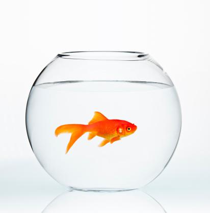 efmagency's tweet photo. You Now Have a Shorter Attention Span Than a Goldfish - https://t.co/qXiTYige1t https://t.co/mlT2MlO17r