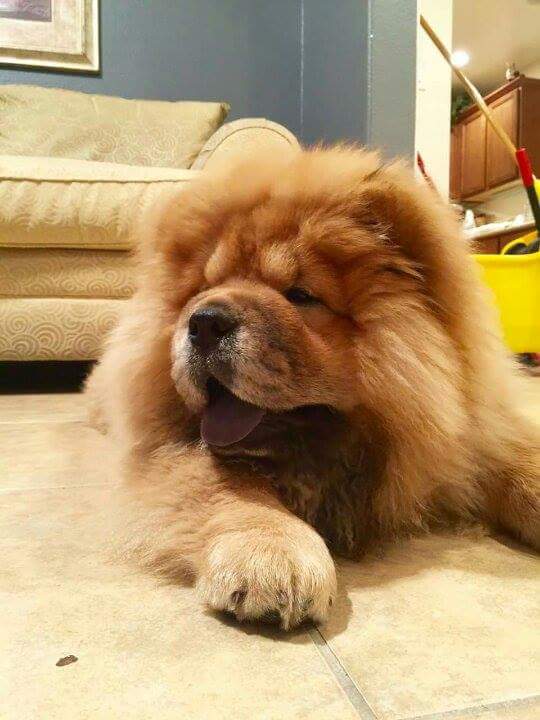 rodrigo_linuxx's tweet image. 