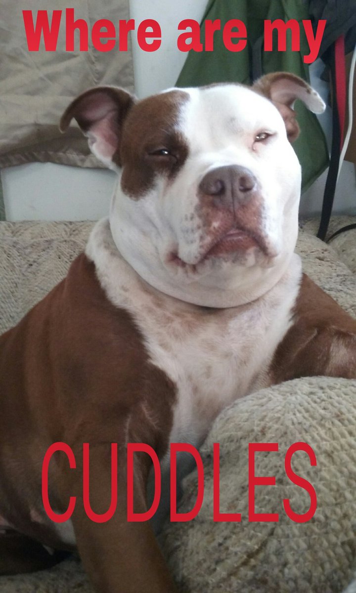 BriehartmanStar's tweet photo. #pitbullquotes #pitbullsarelovers #pitbullsareawesome #pitbull #pitbulllove #mypitbull #dontmesswithmybreed https://t.co/95m2kuLmp4