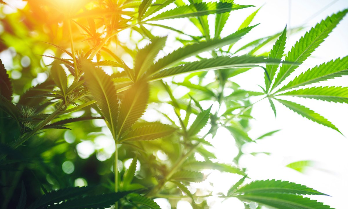 DEA to consider rescheduling #cannabis in “the first half of 2016.” Will it happen? bit.ly/1qtgqTi