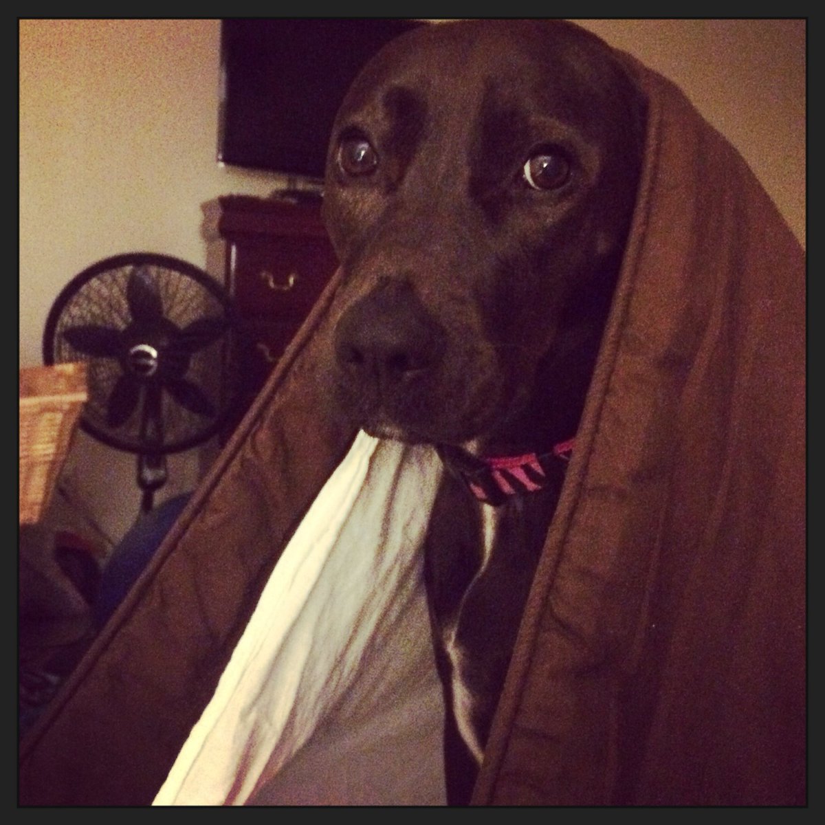 NerdyBitchesPod's tweet photo. Help me, Daphne-wan Kenobi! You're my only hope!!
#nerdybitch #daphne #bedhog https://t.co/vVVwCoJJrh