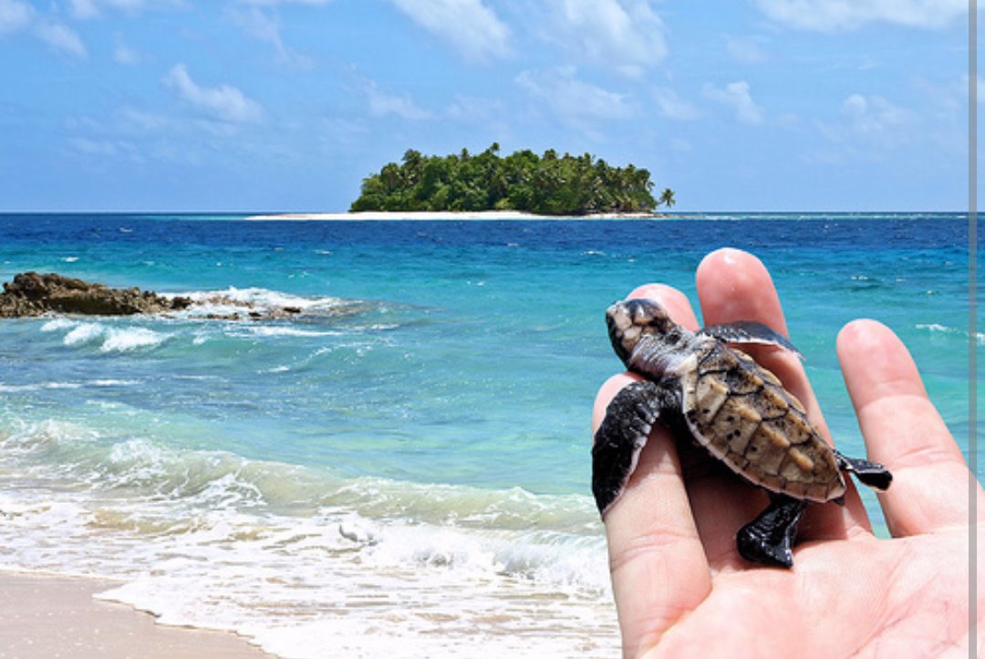 Adventurefull_'s tweet image. Beautiful mexico 🐢🌴🌊