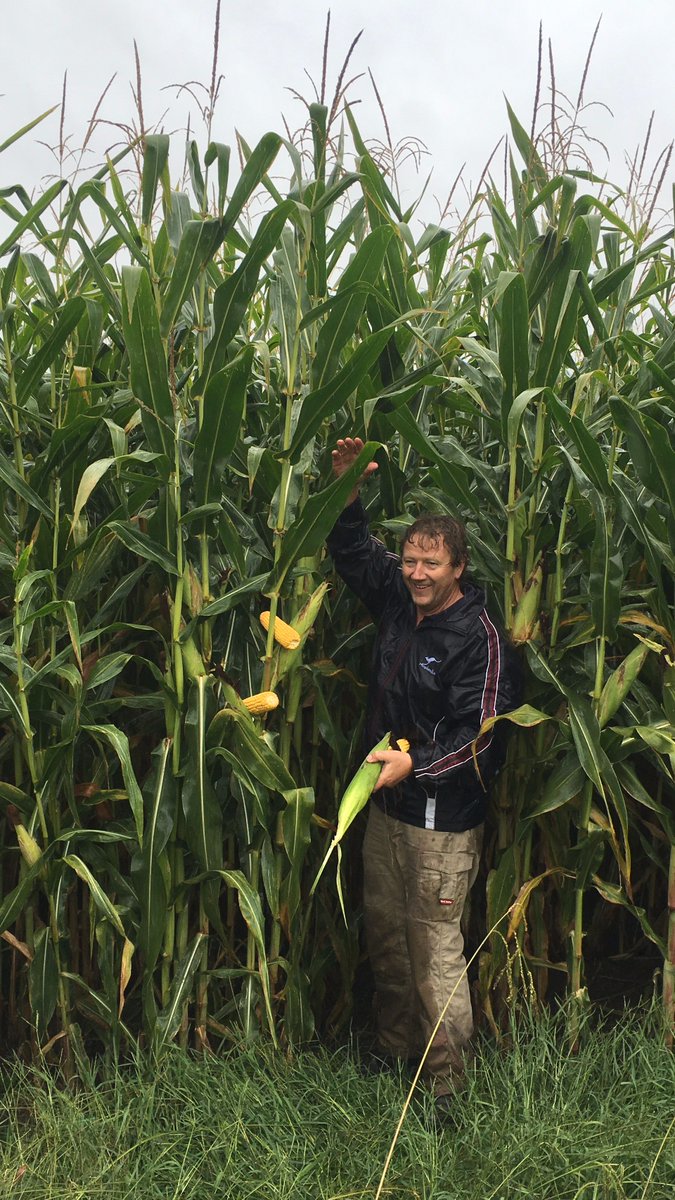 NotmanPasture's tweet photo. Peter inspecting a @DuPontPioneer P1070 maize crop at Jindivick. Look at that height! #dairylifeau https://t.co/9ftShhxX59