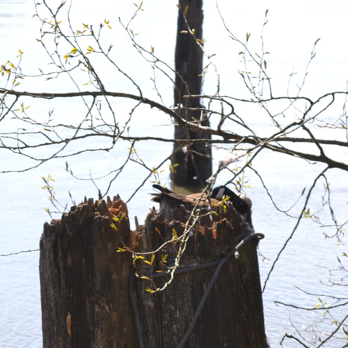 WestRecTimber's tweet image. "I'm sleeping... don't bug me" she says. I just try to stay far enough back that she doesn't hiss at me!