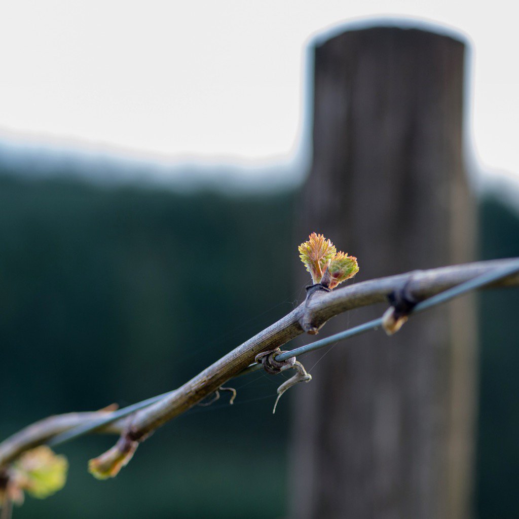 We have #budbreak in the vineyard! The countdown now begins to bloom, fruit set, and harvest! #orwine