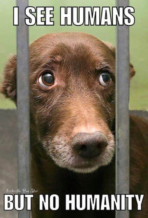 arthoward1806's tweet photo. #Compassion https://t.co/hlYzYhfyWG