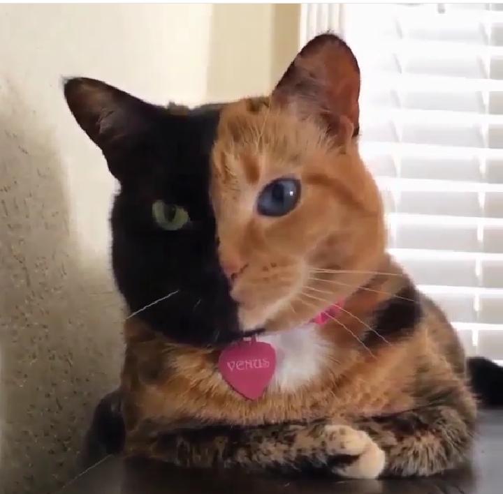 TheEnviableArt's tweet photo. #kedi#cat#catlovers#amazing#sesimli#cute#sweet#animal#enteresangercekler https://t.co/nWubDaFUeD