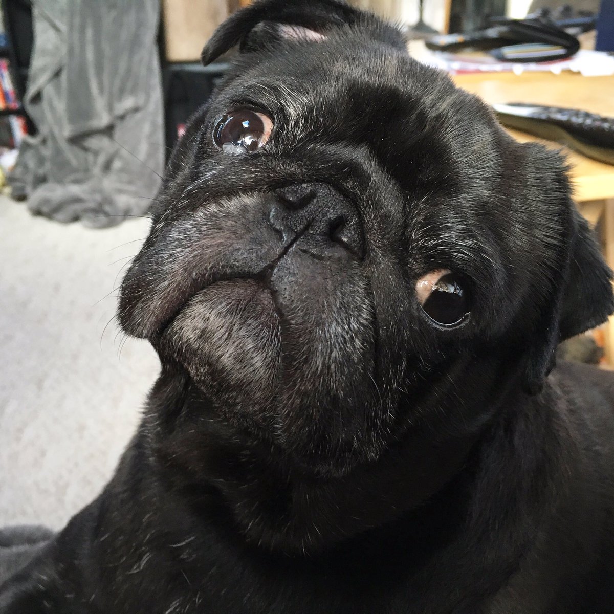 KirbyPug's tweet photo. A4: I'm pretty mellow, but like to smell them. #pugchat https://t.co/vUnx4h5J43