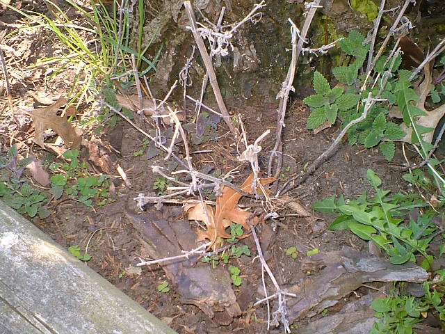 CrackForKitty's tweet image. Baby #catnip plants growing. #CrackForKitty at its best :)