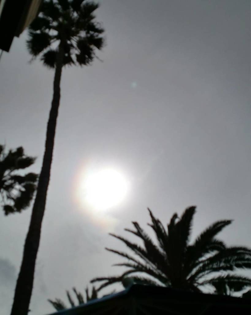 SurfCityFamily's tweet photo. #palmtree #aprilinsurfcity #surfcityfamily #surfcityusa #visithb #huntingtonbeachpier #iconichbpier #huntingtonbeac… https://t.co/w1CgudKwNI