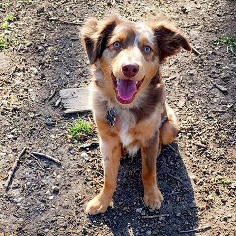 NaturalDogCo's tweet image. Why do hoomans run when der are no squirrels? ❓ #mysteriesoflife @mamap_and_humphdaddy