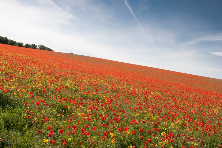 Late spring paints the rolling hills and fields red in Northumberland, UK bit.ly/1ZBoFIT #Poppies #Spring