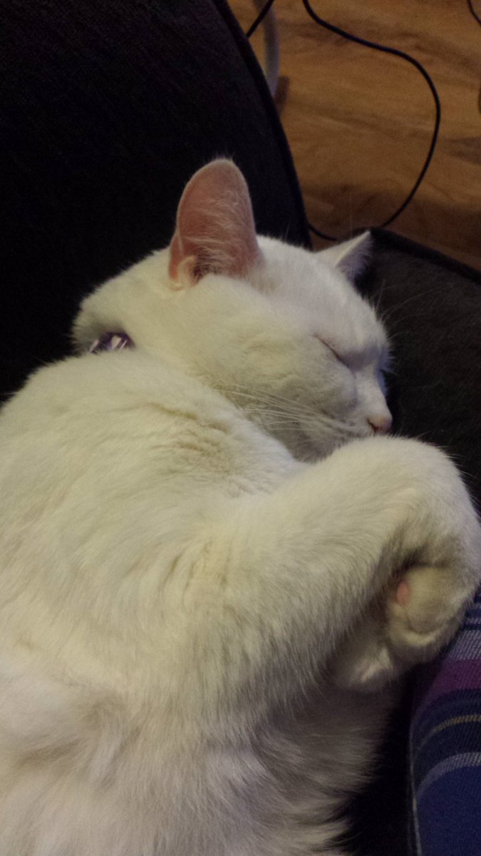CatsofKW's tweet photo. We hope all our fur friends are warm, dry, and safe tonight https://t.co/NfSbRFqeTV