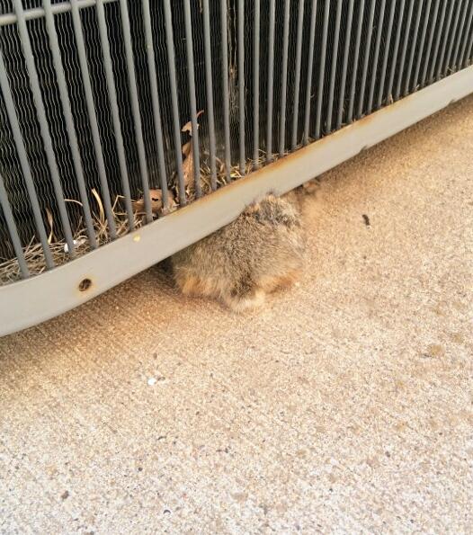 nekowaif's tweet photo. At least he tried to hide when we let him go... #bunfail https://t.co/pTCp8x8HFc