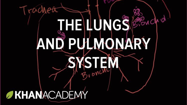 Meducation Anatomy tweet media