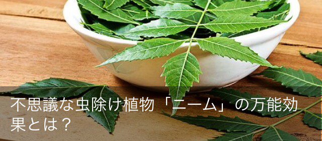 ミラクルニーム Twitter Search Twitter