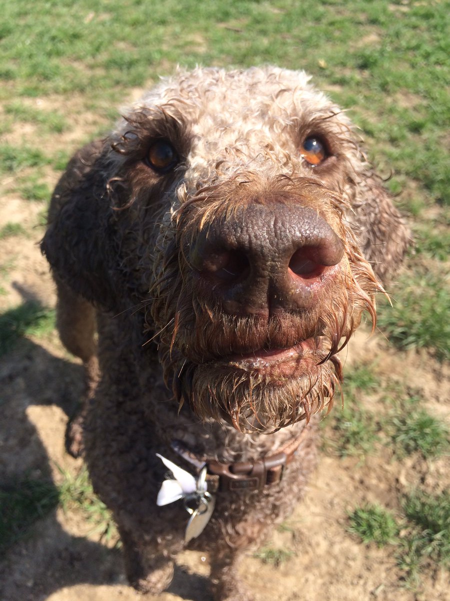 Howard1963OT's tweet photo. Amazing what total concentration you can get from a tennis ball-loving dog!! #beautifulruby https://t.co/9G7OyiS8yC