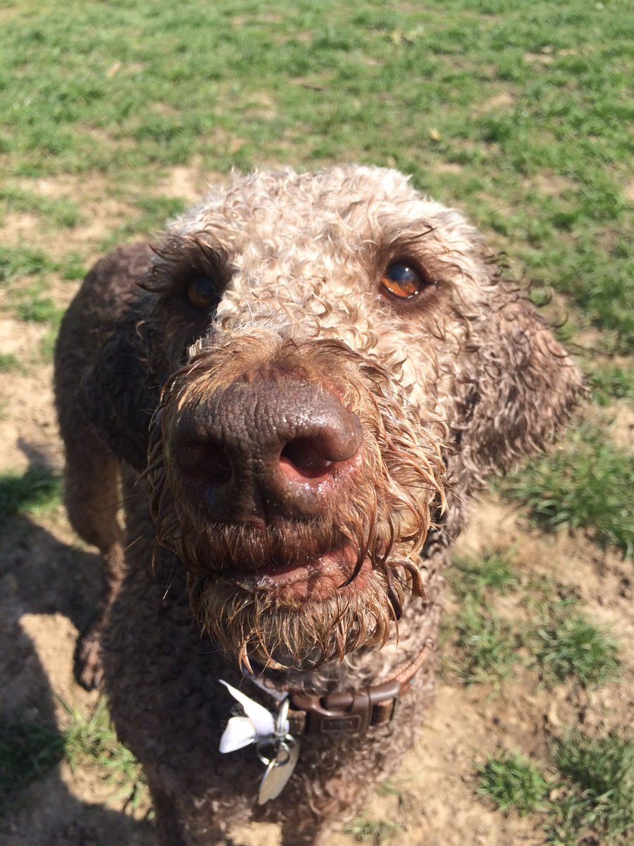 Howard1963OT's tweet photo. Amazing what total concentration you can get from a tennis ball-loving dog!! #beautifulruby https://t.co/9G7OyiS8yC