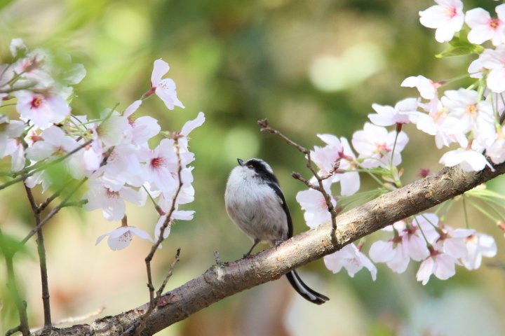 pan22363's tweet photo. 桜とエナガ https://t.co/AFAsu3eOu2