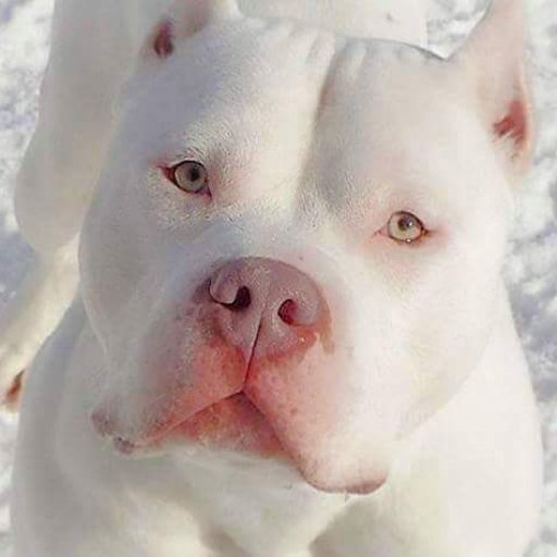 YuridiaVvallejo's tweet photo. #animals #animales #dog #perro #unsual #cool #insolito #mascotas #azulestrellla by azulestrellla https://t.co/npK6dVzoeK
