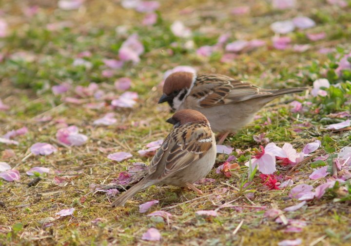 pan22363's tweet photo. 仲の良いスズメ https://t.co/xbY3cxYQlU