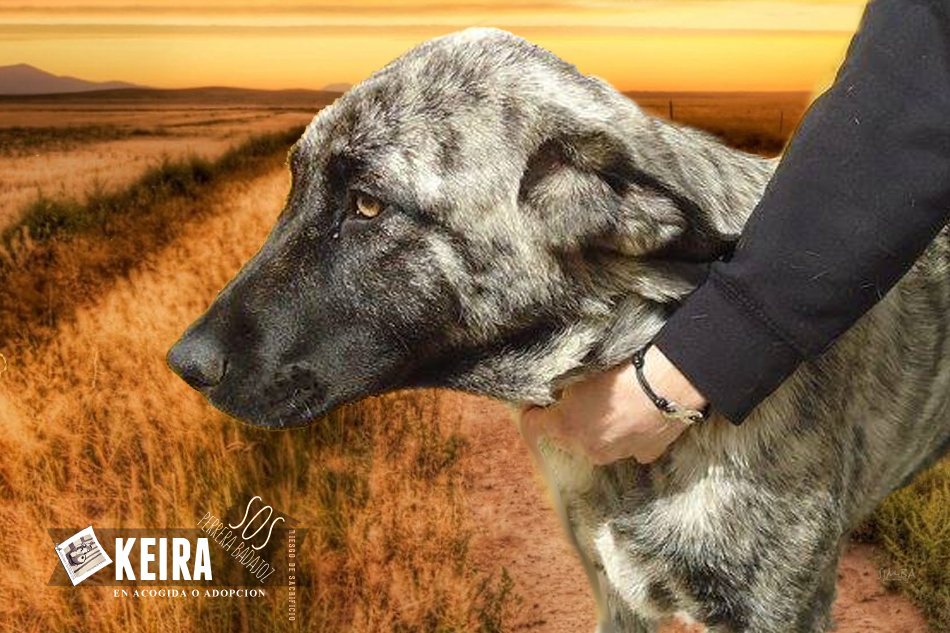 SOS Perros Badajoz tweet media