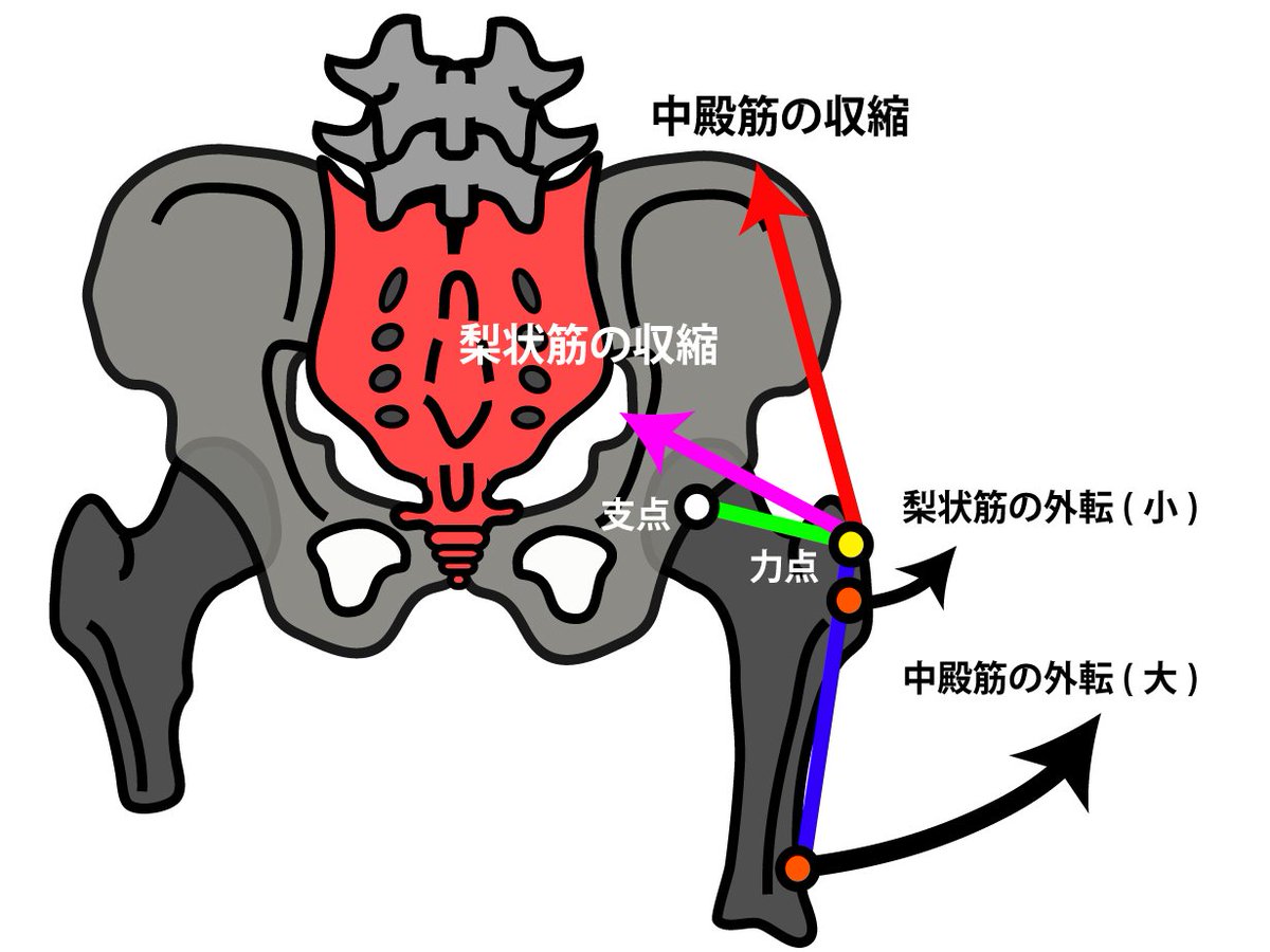 作用 筋 梨 状