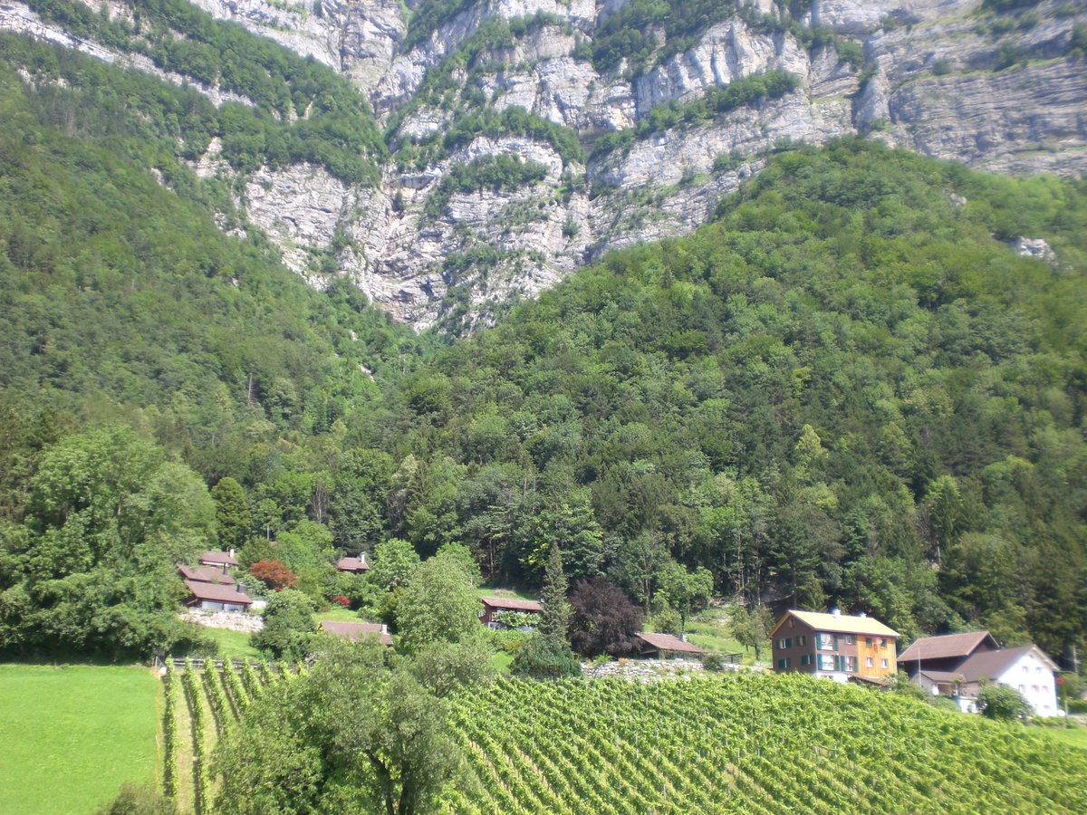 WalenseeAp's tweet image. Local wine fields from Lake Walen #Churfirsten