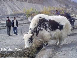 DanishManzoor09's tweet photo. Your Culture is your brand !
and we love our brand♥
A cute beauty From Gilgit Baltistan!
#loveForCulture #LoveGilgit https://t.co/yLon6ajy97