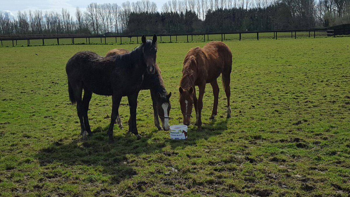 ShamrockEnterpr's tweet photo. Horses topping up on their mineral and vitamins with a Shamrock Horse Block in Newmarket yesterday! https://t.co/6qYDB7k9IF