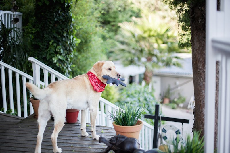 WagworldSA tweet media