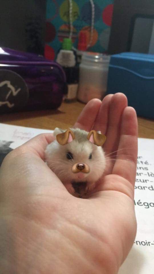 RadFilmsUK's tweet photo. Online marketing can turn you from A to B in a flash. Luckily RadFilms is here to keep you a happy hamster #rad https://t.co/M9NnWmV1O5