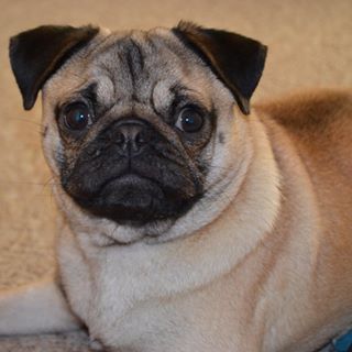 Joy_PhotoCam's tweet image. #pug #pugran #pugfun #pugsforlife #pugsofinstagram #Peggy-Sue findelight.net/puggie_detail.…