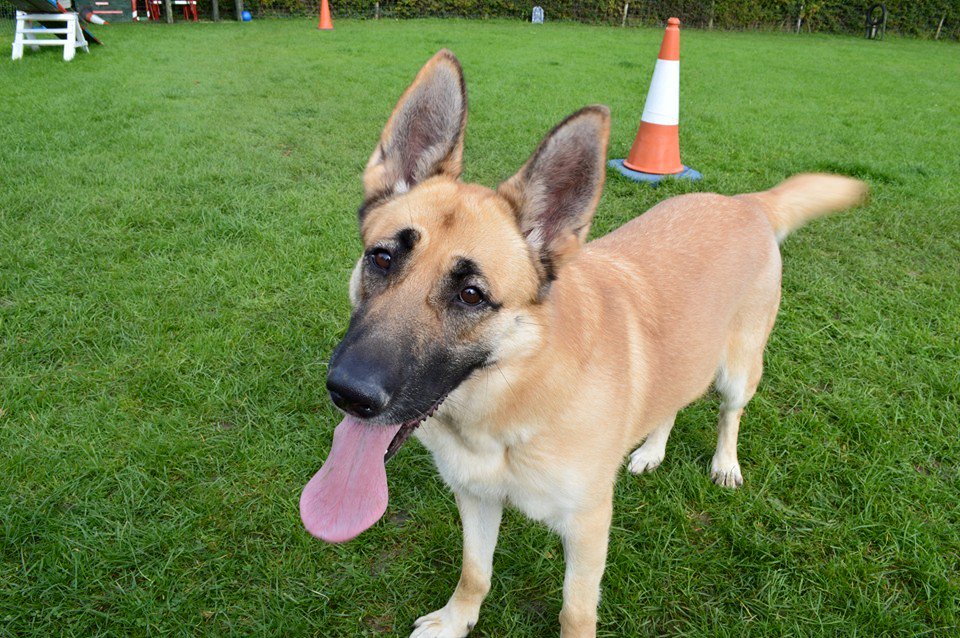 gsrescueelite's tweet photo. @rickygervais 3yr old Cassie has now spent 900 days in kennels, can you Pls RT thanks
https://t.co/7KiQ5xJmOG https://t.co/LPvrqSRGkC