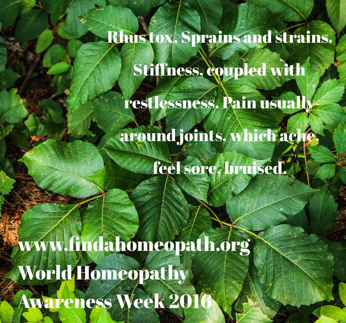 ilovehomeopathy's tweet photo. Rhus tox
Sprains and strains. Stiffness, coupled with terrible restlessness. #homeopathy #WHAW2016 https://t.co/XXbPNhWwlq