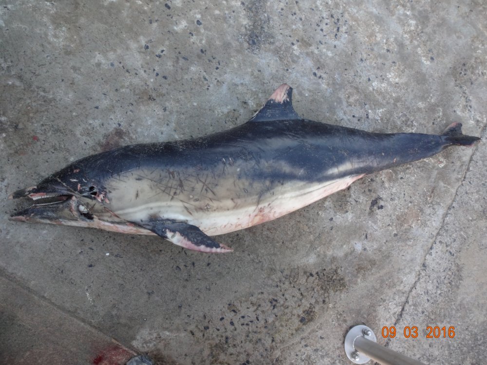 Seasaver tweet picture