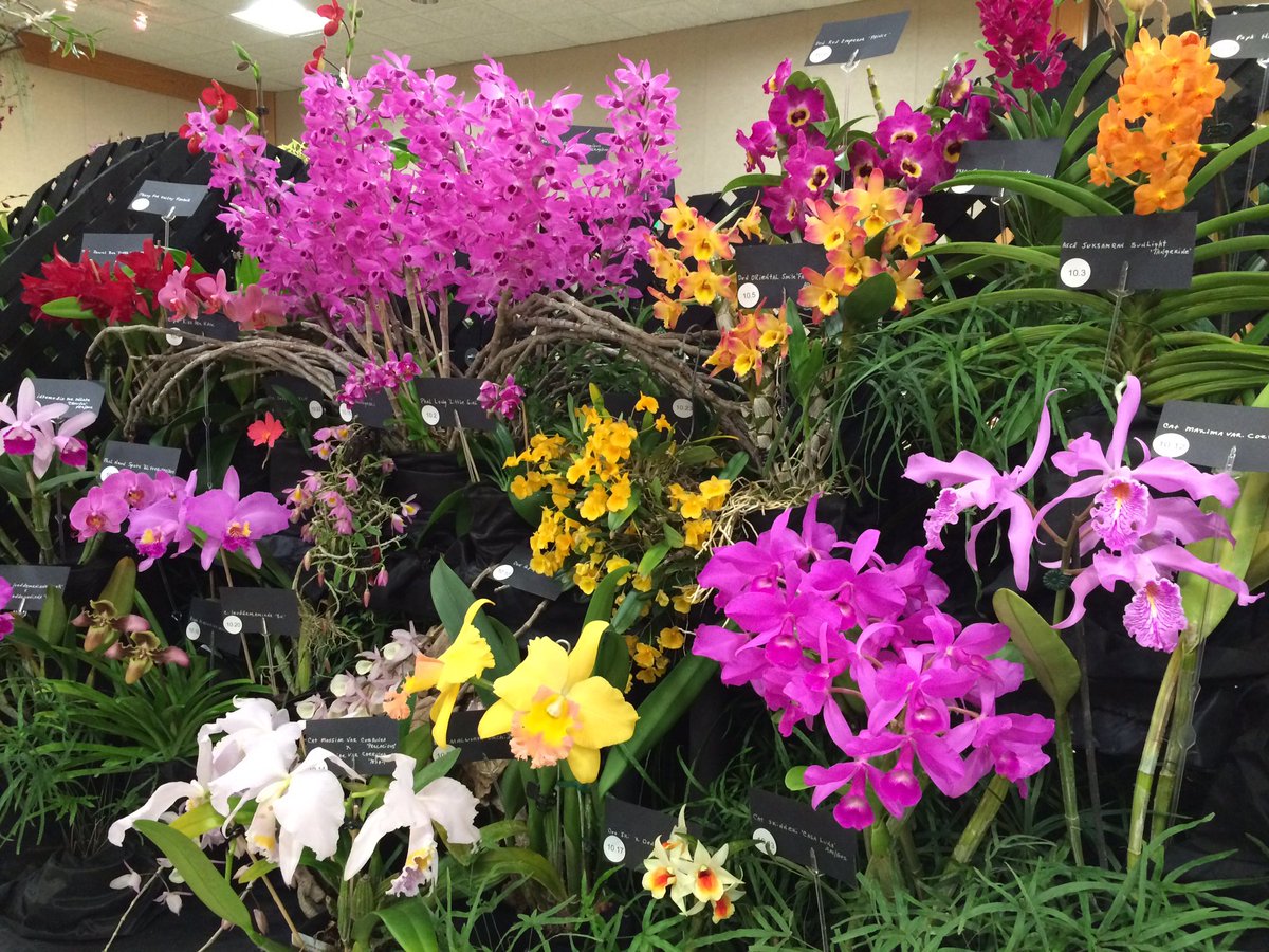 LBRIGMAN_WLOS's tweet photo. Gorgeous orchids fill @TheNCArboretum for #AshevilleOrchidFestival this weekend. Live sneak peek only on @WLOS_13 https://t.co/tQC4QUzts2