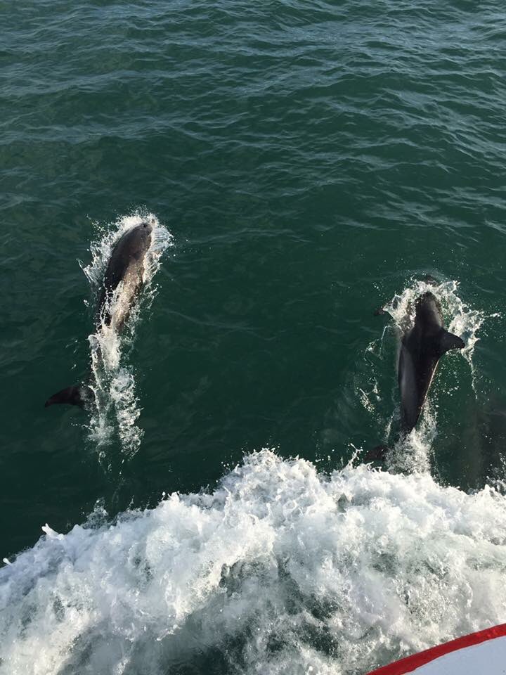 Dolphins showing Pisces the way in this morning landing the freshest scallops! #Moreseafood