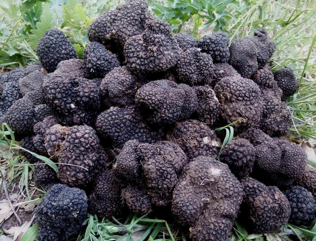 trufflestore's tweet photo. The summer approaches and it's not just the weather we await...The black Tuber aestivum are spawning. Inbox us! https://t.co/qXojJODRtt