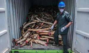 Malaysia destroys 9.5 tonnes of confiscated #elephant #ivory goo.gl/UDNmWw #wildlifecrime