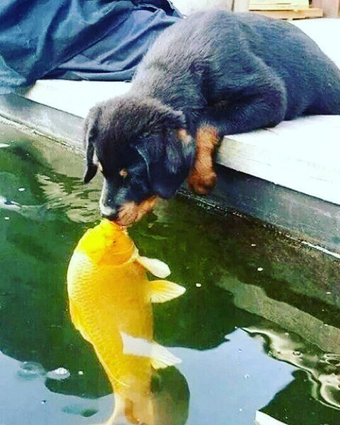 AnimalLulz's tweet photo. https://t.co/Vz08F69hFK #MWAH 😘 
Via rambo_brit3 from #reddit #dog #doge #puppy #puppies #AnimalLulz #cute #kawaii… https://t.co/9nZn4rnKLf