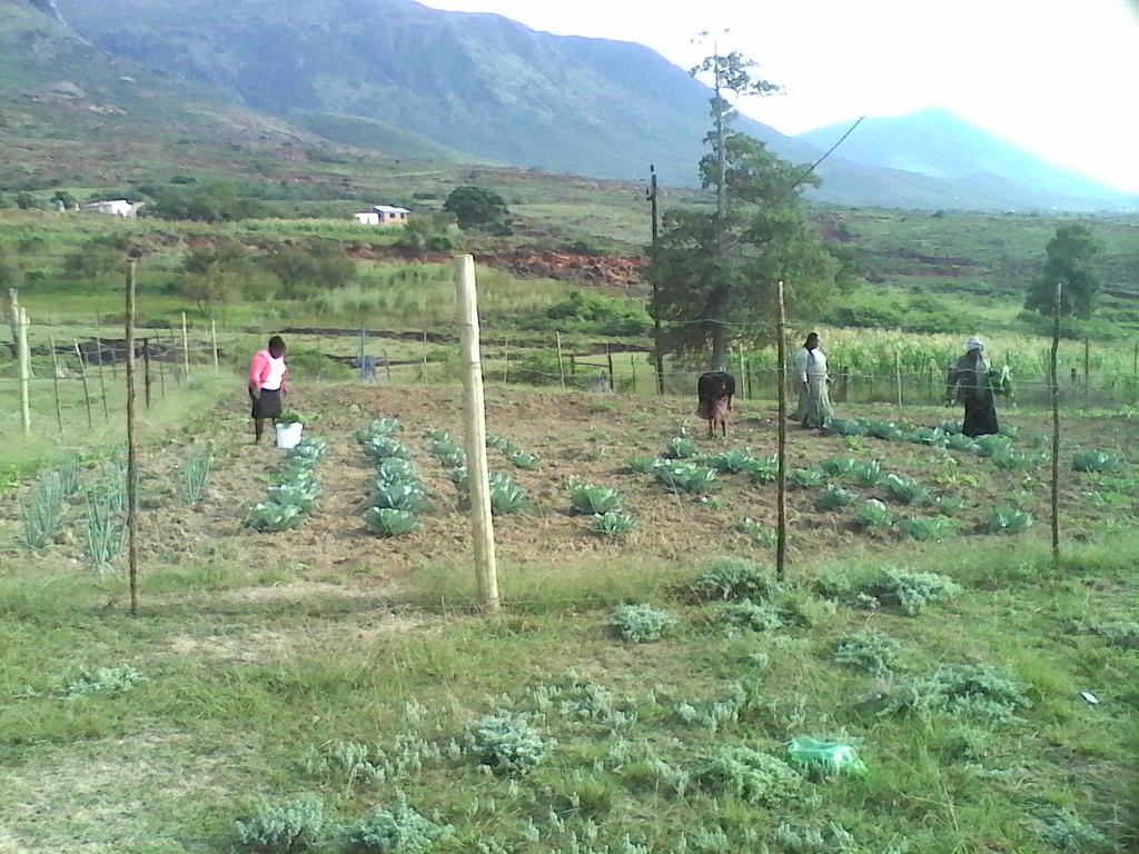 The_NECT's tweet photo. Parents, learners and teachers @NdzongiseniJSS work their veg garden to grow food #Collaboration #NECT101 #MtFrere https://t.co/avCm7yiioR