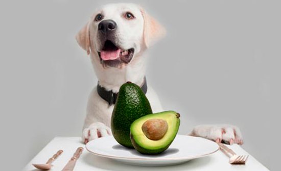 OTCVET's tweet image. Diez #frutas que tu perro puede y debería comer bit.ly/1NLAF6f