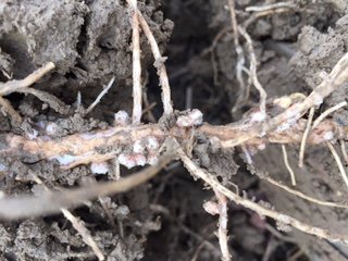 Nodulation!!! Field bean plants treated with Leg Tech. inoculant.